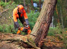 Best Arborist Consultation Services  in Brentwood, TN