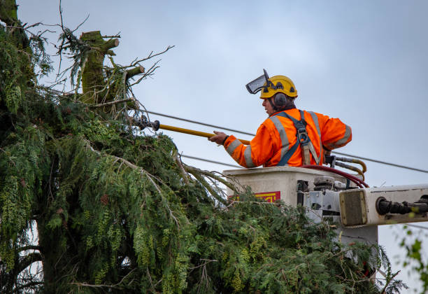 Best Tree Maintenance Programs  in Brentwood, TN