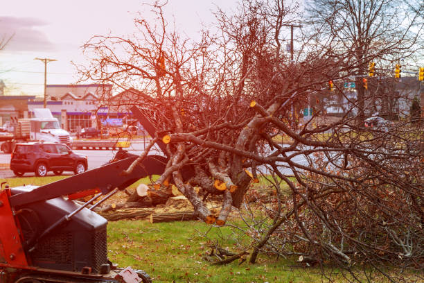 Best Leaf Removal  in Brentwood, TN