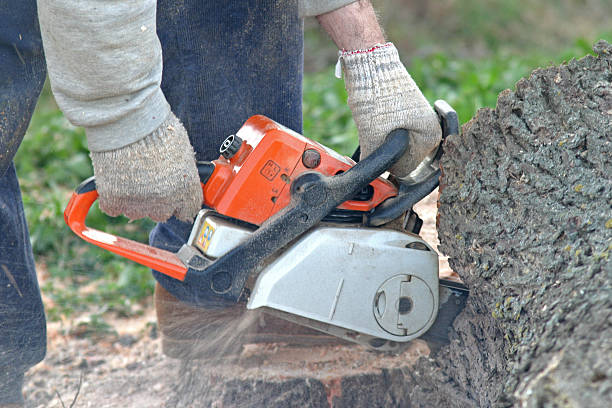 Best Tree and Shrub Care  in Brentwood, TN