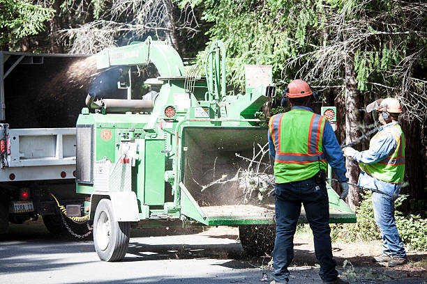 Best Tree Preservation Services  in Brentwood, TN