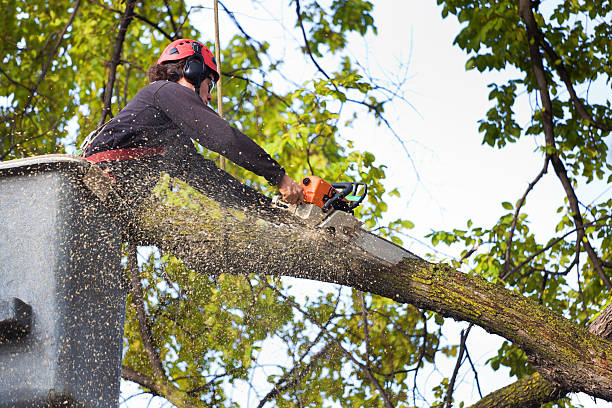 Best Hedge Trimming  in Brentwood, TN