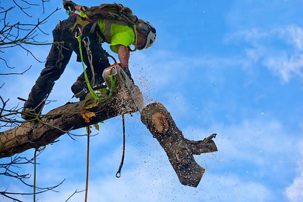 Best Root Management and Removal  in Brentwood, TN